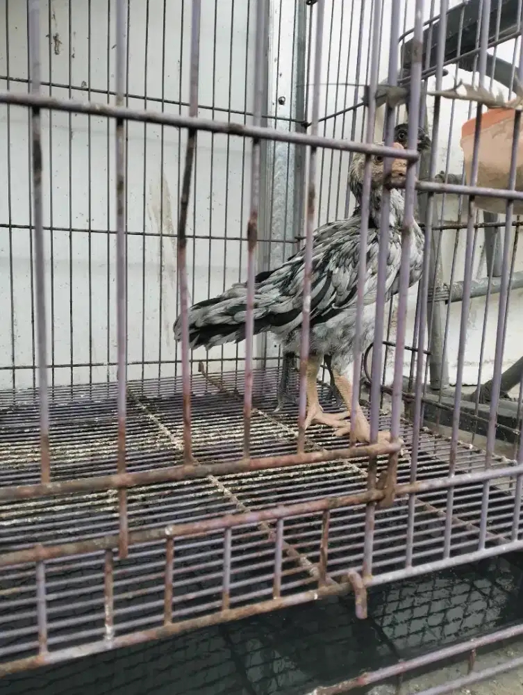 Ayam Shamo eropa sepasang