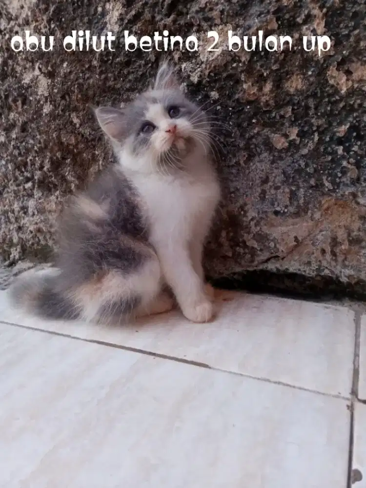 Kucing Persia medium