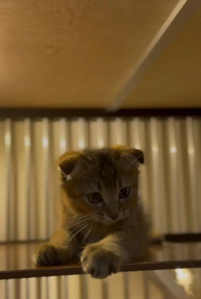 Scottish Fold bsh golden