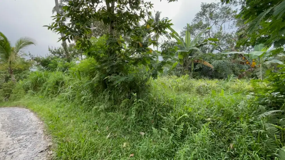 Dijual Kebun Kopi View Sawah Di Penebel Tabanan Bali