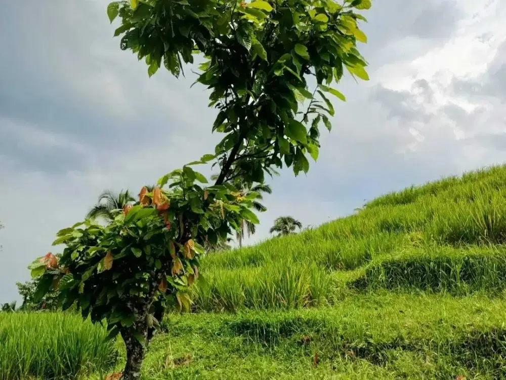 DiSewakan Cepat Lahan Khusus Untuk Villa/Hotel