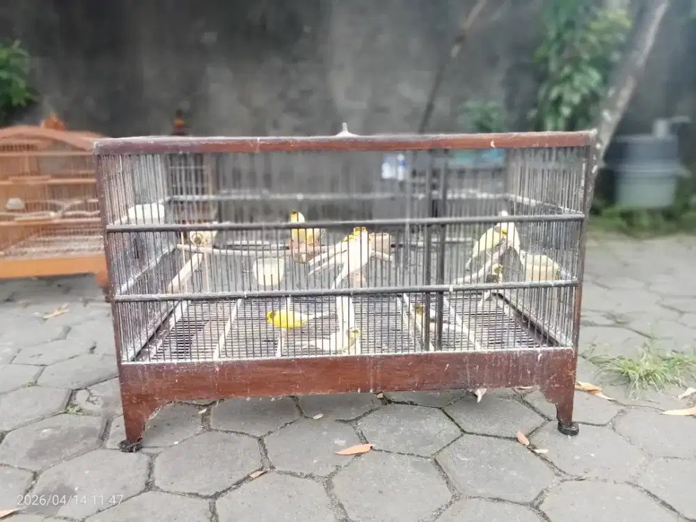 Kenari Dere-dere Siapan