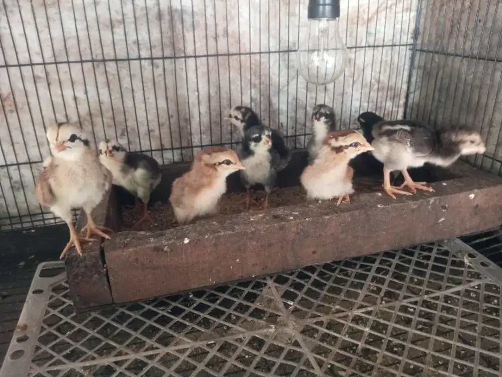 17 ekor anak ayam bangkok mangon