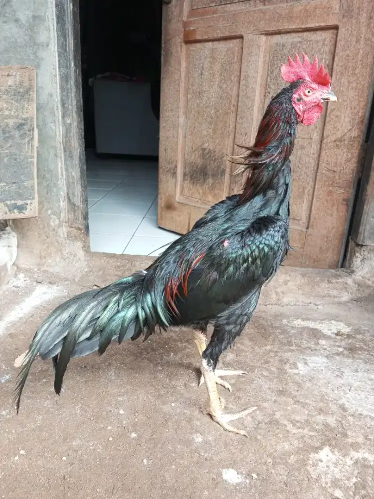 ayam bangkok pakhoy jengger lembe/wilah