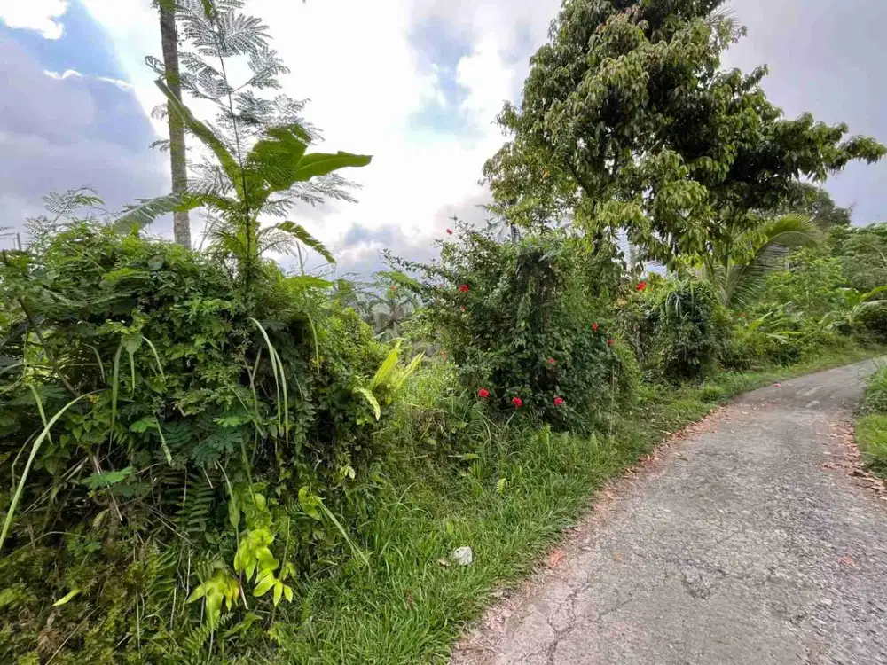 Dijual Tanah Kebun Kopi Di Penebel Tabanan Bali