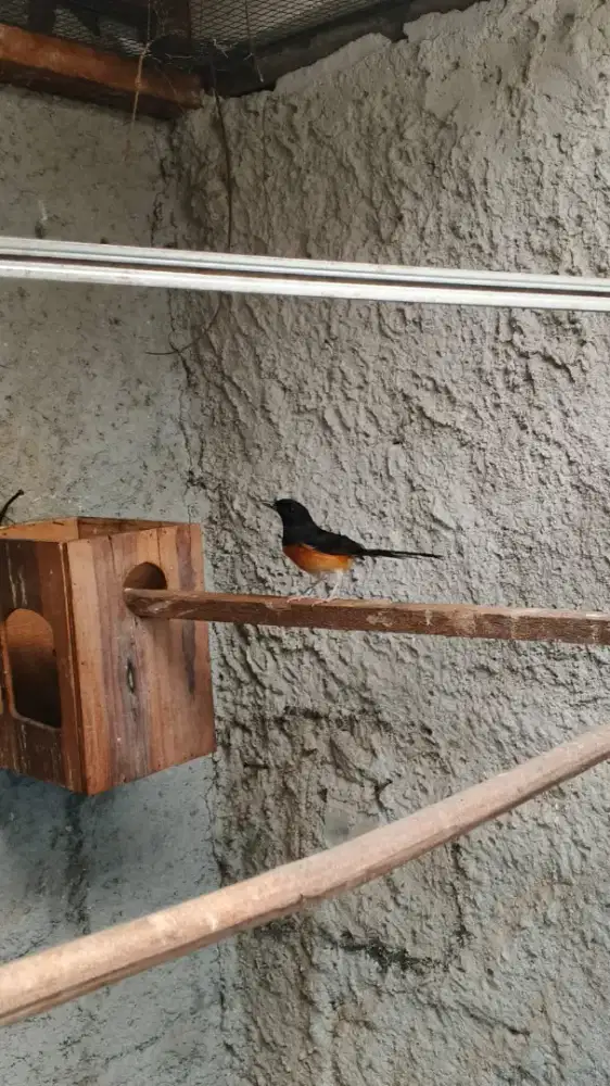 murai sepasang dewasa