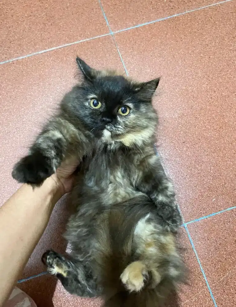 kucing betina usia 3 bulan