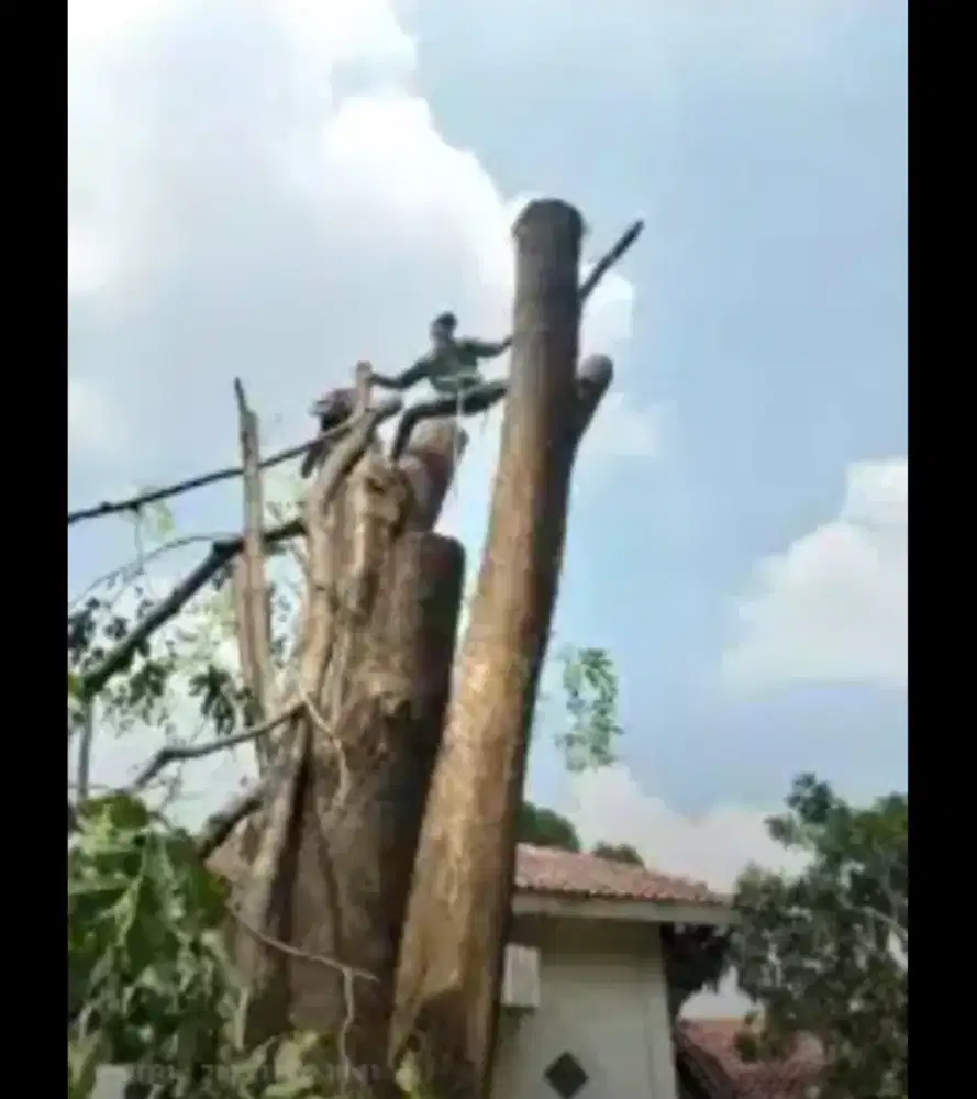 Jasa tebang pohon dan potong rumput
