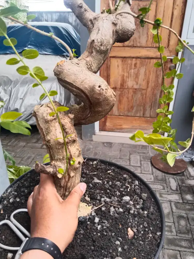 Bonsai sancang piton
