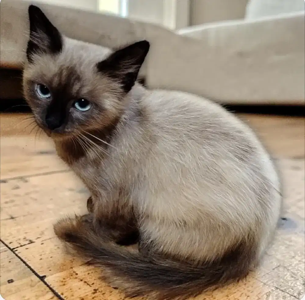 Kitten sealpoint himalaya