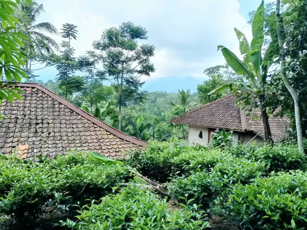 Dijual Murah Tanah Kebun Dekat Pemukiman Penduduk Bojong Purwakarta