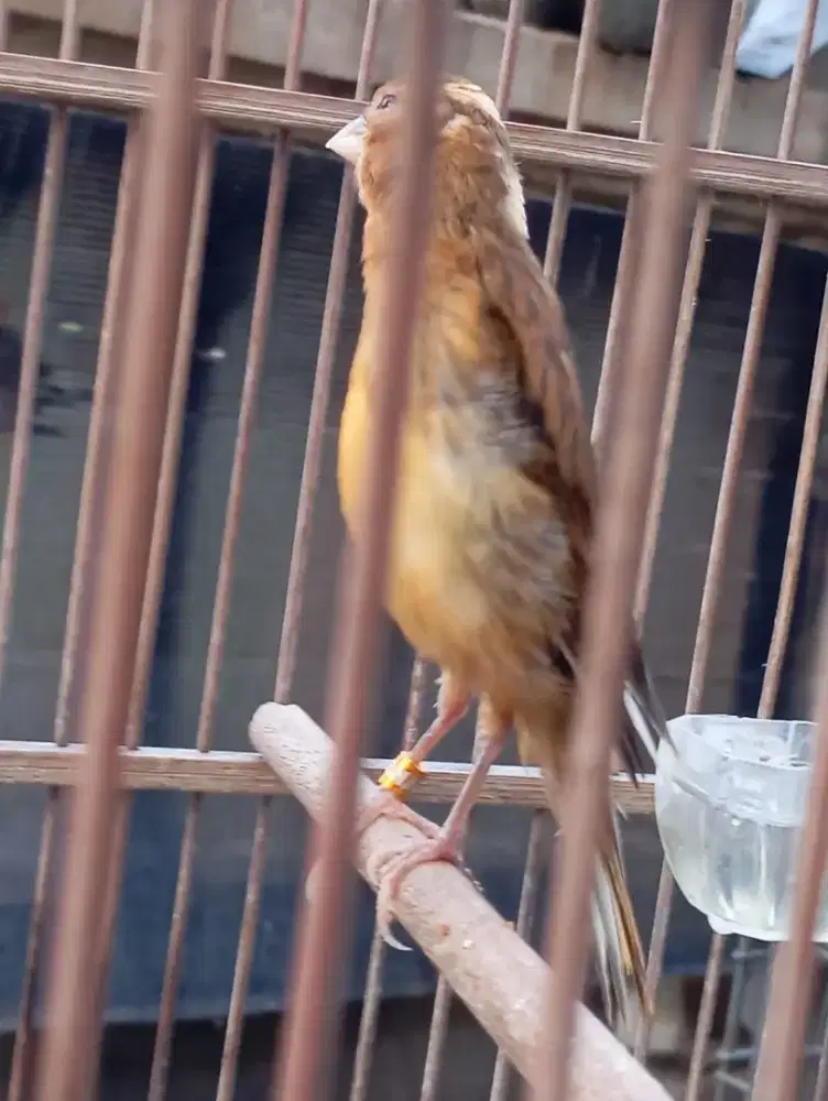 Kenari bahan prospek 3 Bln