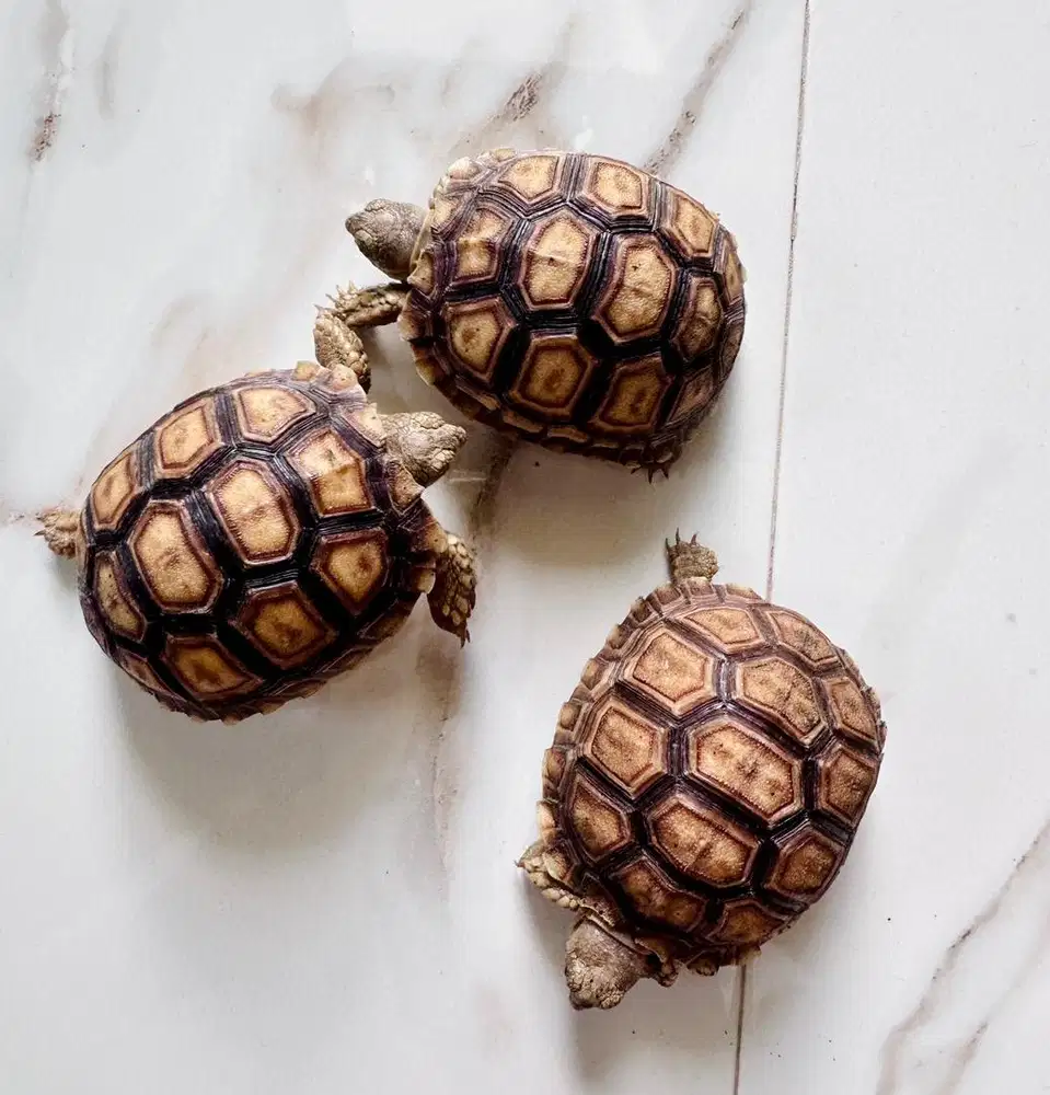 Kura-kura darat Sulcata