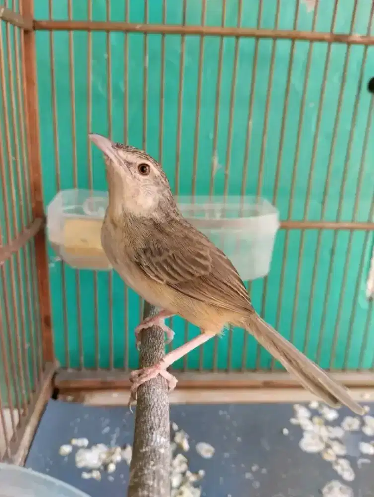 Ciblek gunung jantan jinak rajin bunyi rawat dari loloh