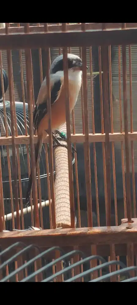 Burung pentet prospek siap poles