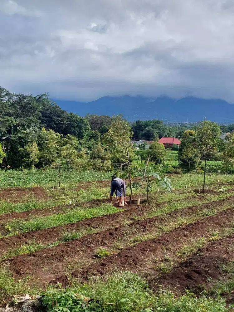Dijual tanah kebun di Dramaga Bogor