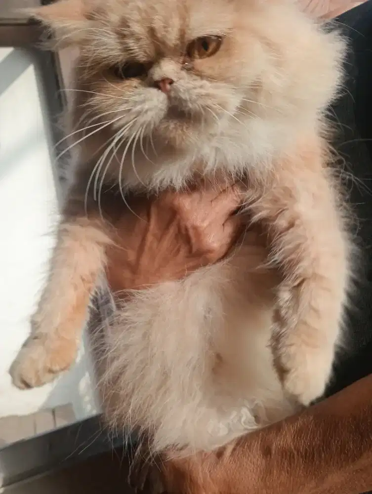 Kucing Persia longhair  pesek betina