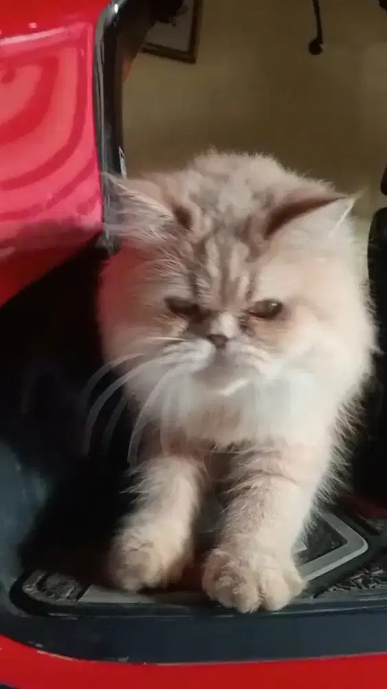 Kucing Persia longhair  pesek betina