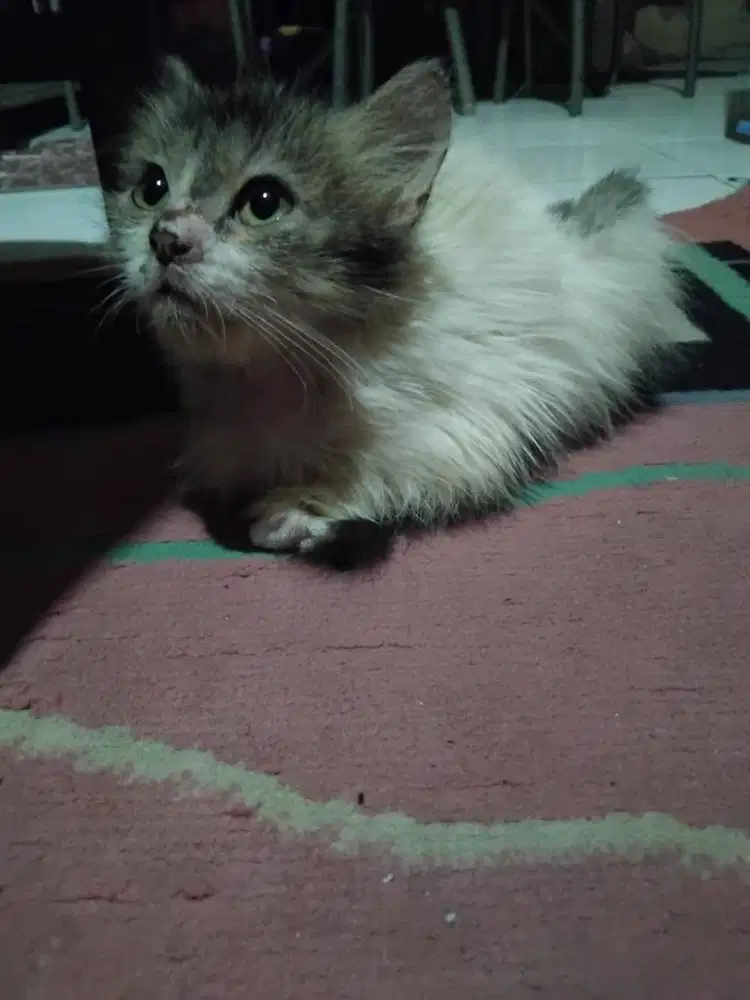 Adopsi anak kucing Persia