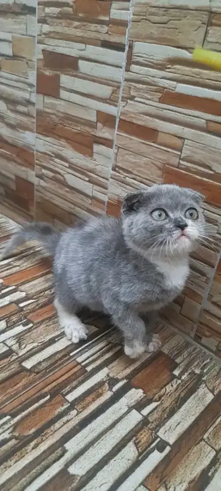 Kitten scottish fold