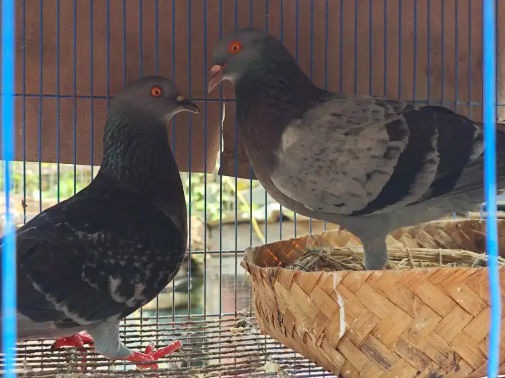 Burung merpati burung dara