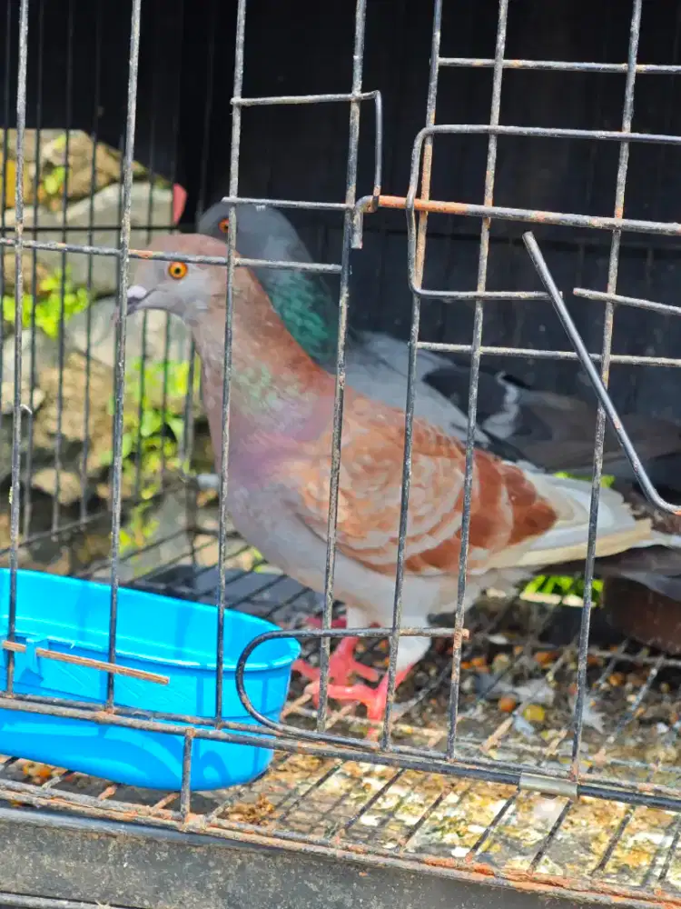 Burung merpati burung dara betina