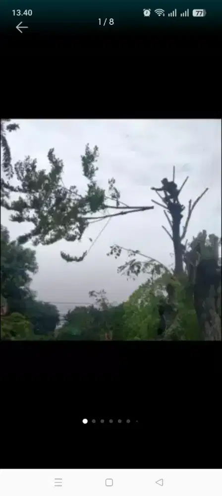 Jasa tebang pohon dan potong rumput