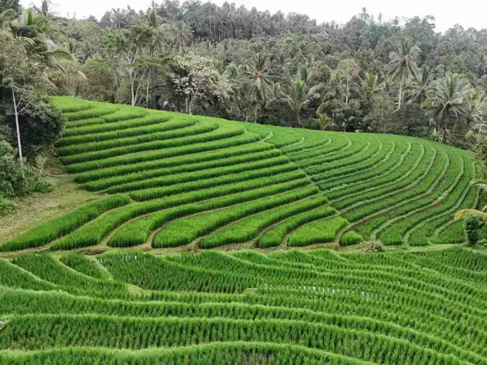 Dijual Tnah View Sawah Dekat Air Terjun Singsing angin Tabanan Bali
