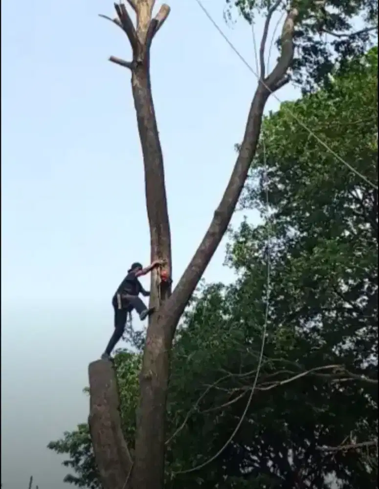 Jasa tebang pohon dan potong rumput