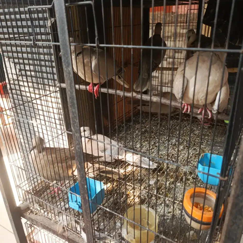 Jual burung puter pelung dan tekukur