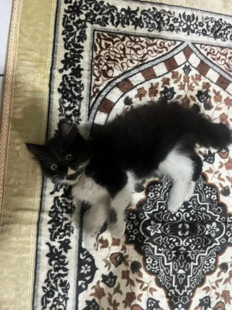 Kitten persia himalaya