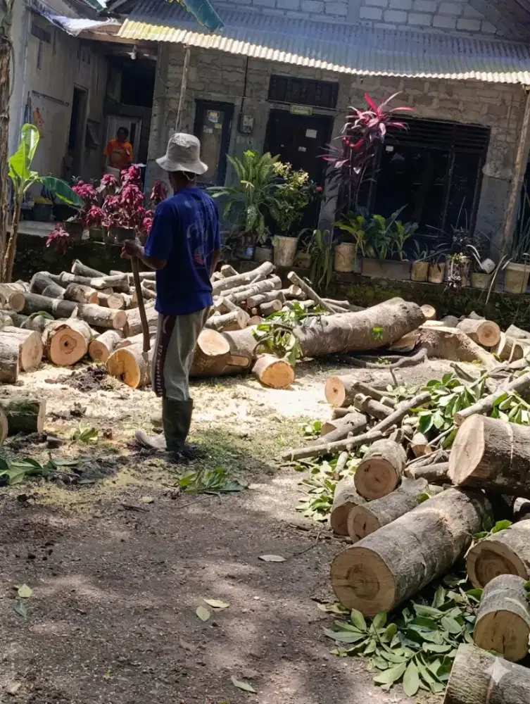 Jasa tebang pohon Yogyakarta