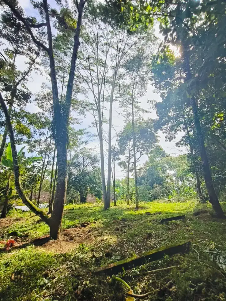 Dijual kebun durian karangpandan