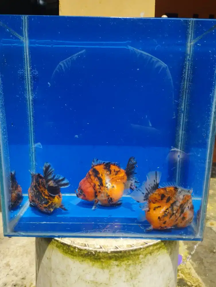 Ikan koki oranda jumbo