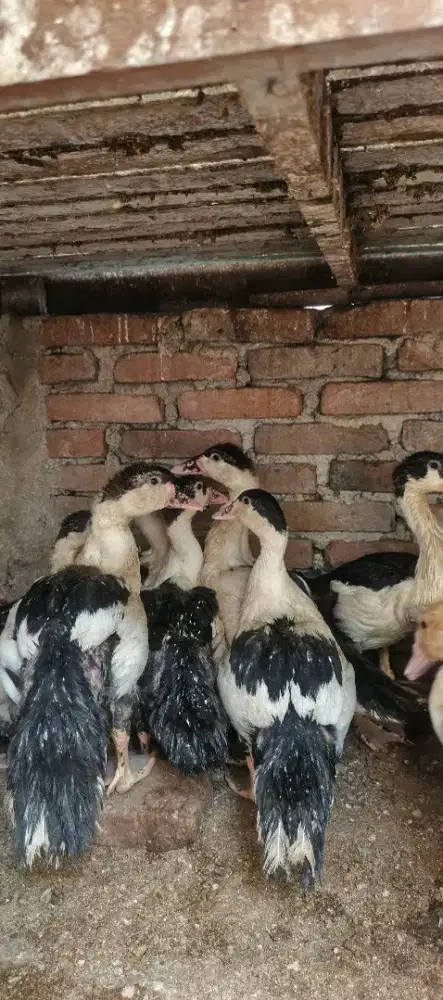 Entok super body big