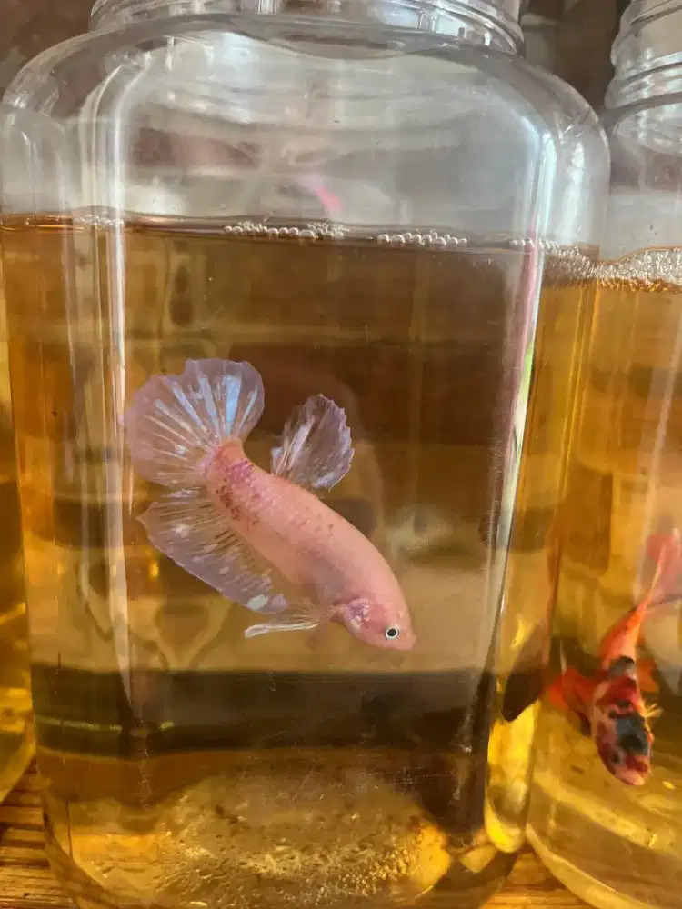 Giant simer2 4,5cm-5cm