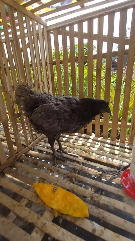 Ayam cemani kampung