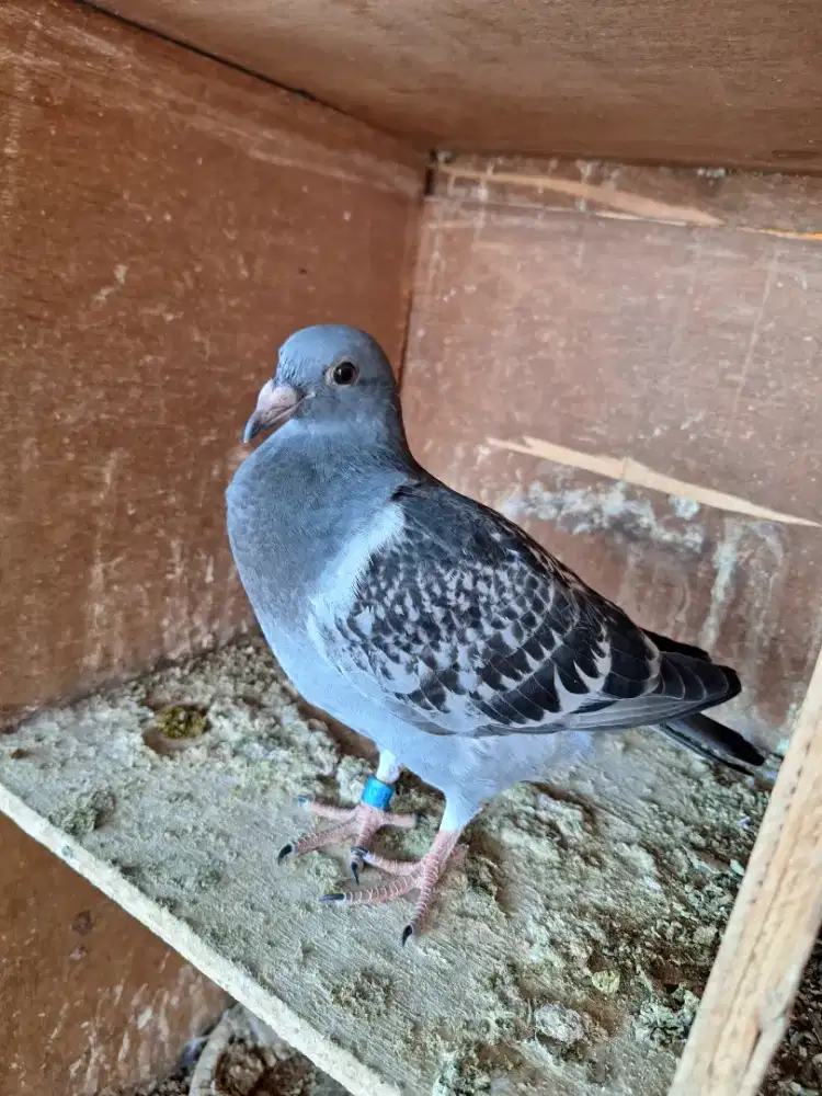 Piyik Merpati Pos Racing