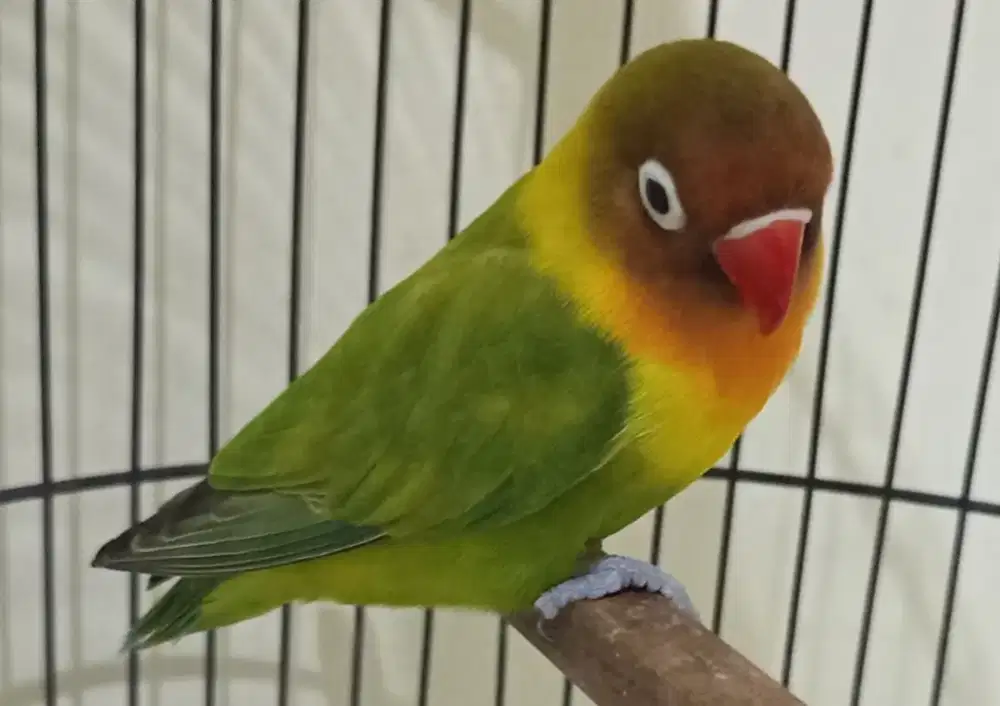Burung Lovebird