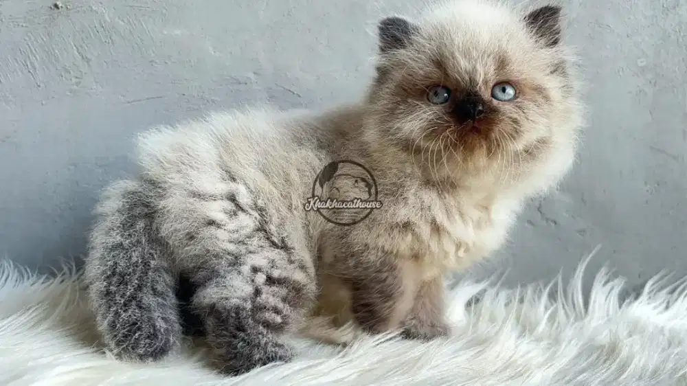 Kucing Lucu Himayala