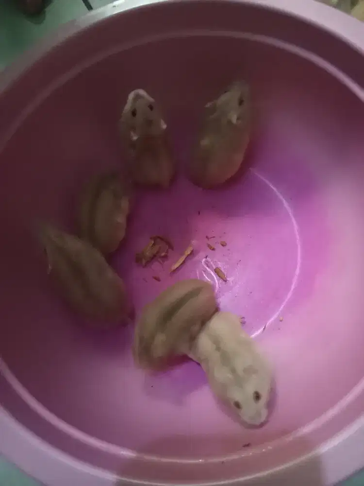 jual anakan hamster jenis winter