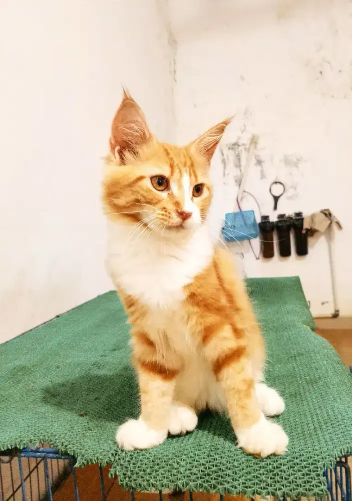 Kitten Mainecoon betina Asli. Induk ped Cfa Maine Coon