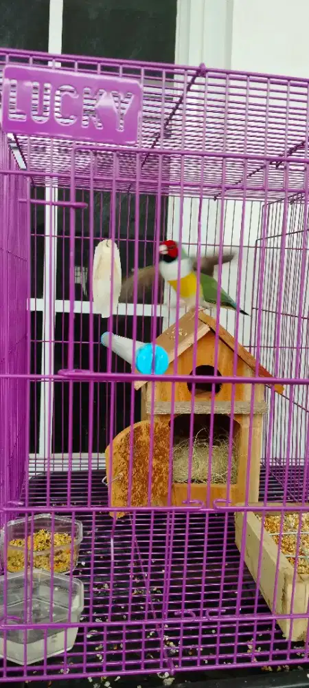 Burung Gould amadin sepasang cakep