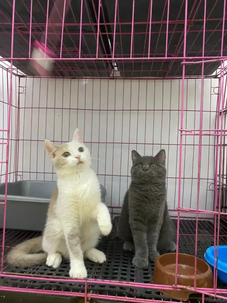 BSH BRITISH SHORTHAIR BICO FAWN J