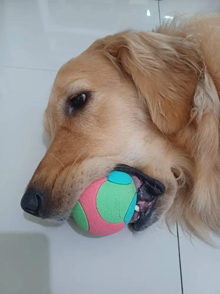 Asisten Rumah Tangga - Nginep