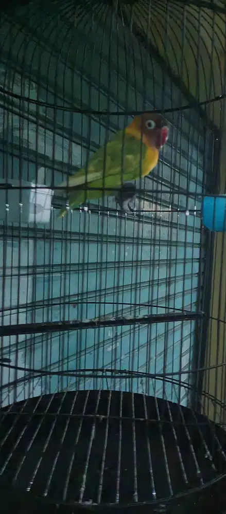 Lovebird jantan dewasa fullset dengan kandang