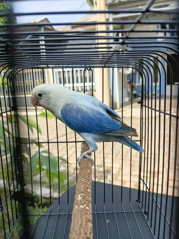 LOVEBIRD BIOLA EUWING BLUE JANTAN DEWASA.