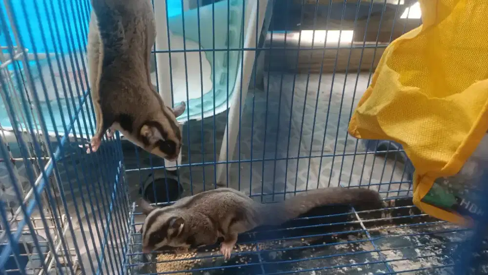Sugar glider sepasang full set