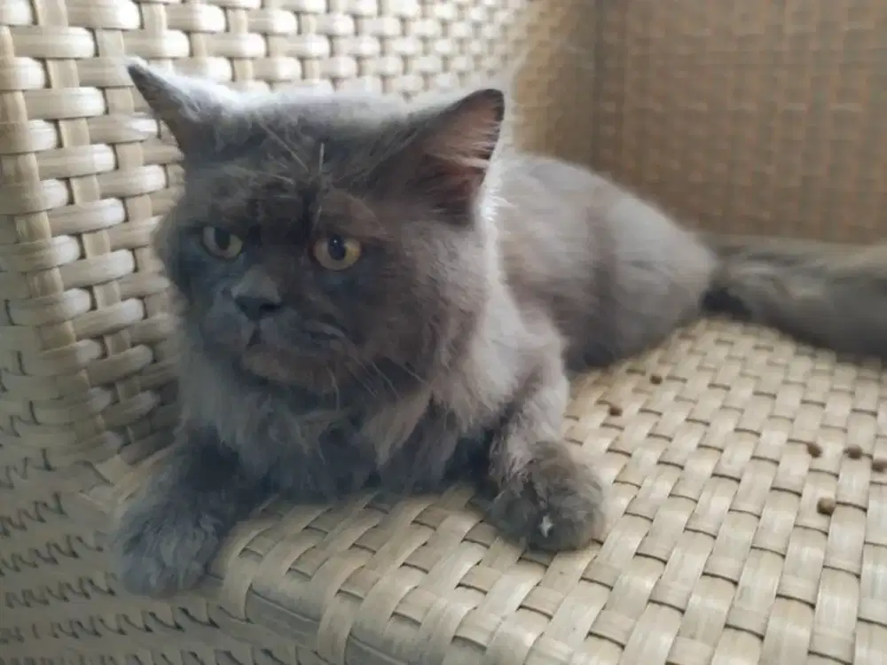 British long hair Jantan 1th