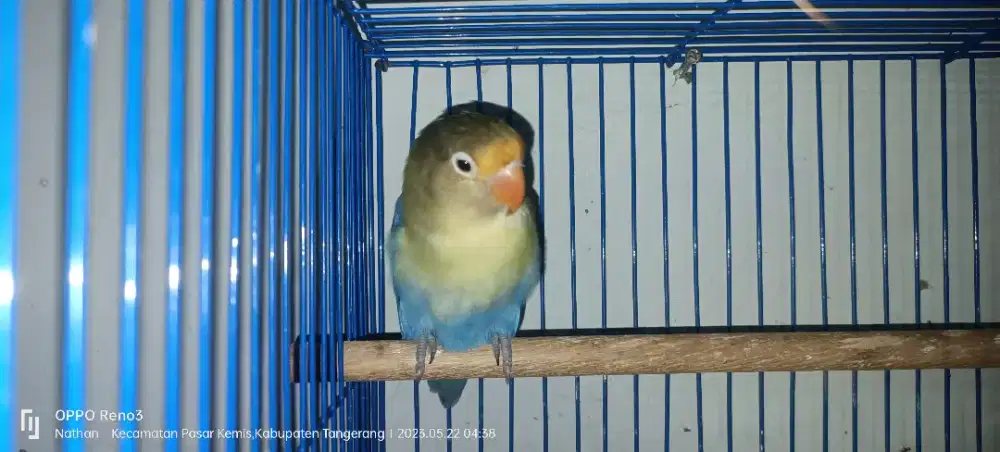 Lovebird pb Jantan